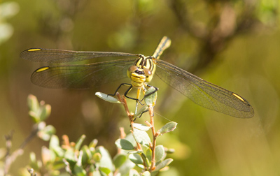 Austrogomphus guerini